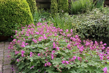 a group geranium spessart - bloody cranesbill with pink flowers in the border in the garden in springtime