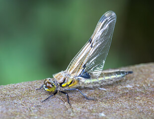 Hairy dragonfly just after emerging from its case.