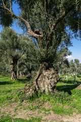 Olive tree in the field