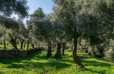 Olive tree in the field