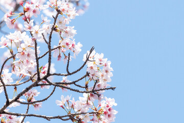 桜　青空