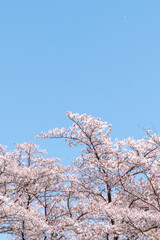 桜　青空
