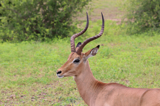A wild Impala photographed close up in its natural environment during a tourist drive