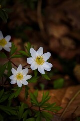 Fototapeta premium beautiful flowers in the mood of spring