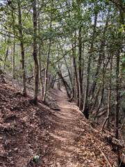 path in the forest