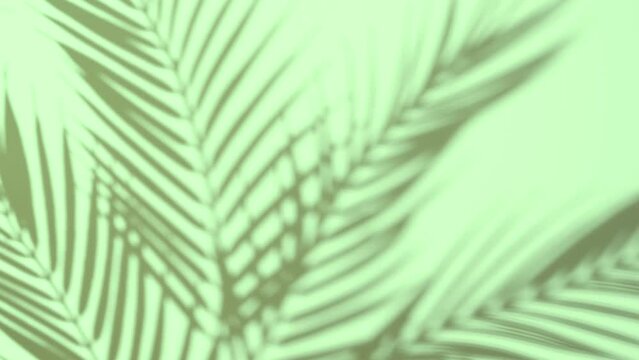 Blurry tropical background made with palm leaves tree branch shadow falling on green wall, swaying in the sea breeze. Minimal scene with summer tune.