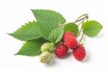 fresh red raspberries with green leaves on a white background Generative AI