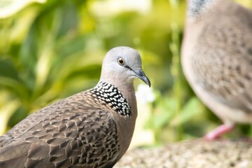 Spotted dove, Spilopelia chinensis