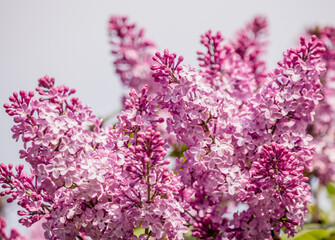 lilac flowers in bloom