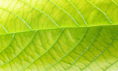 Fototapeta na wymiar macro green leaf,green leaf texture leaf background