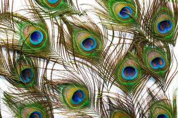 Obraz premium Peacock feathers on a white background,Macro peacock feathers on isolated white background,peacock feather isolated on a white background