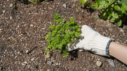 パセリの収穫　イメージ