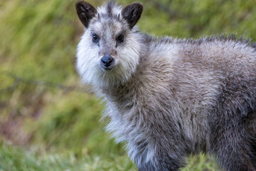 Fototapeta premium 野生の日本カモシカの若い個体