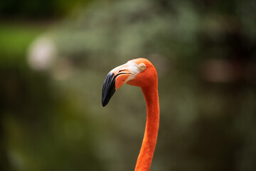 Pink Flamingo neck & head
