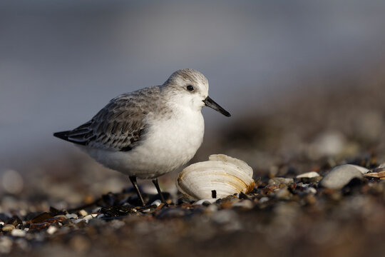 Sanderling