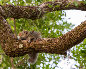 Fototapeta na wymiar Squirrels in tree