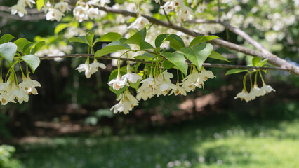 エゴノキ｜日本の初夏に咲くエゴの花
