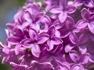Closeup of purple blossom on a lilac tree