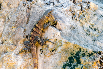 Iguana on rock tropical jungle Playa del Carmen Mexico.