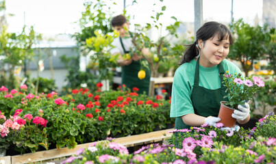 Woman employee of flower shop inspects price tags on pots with young Cape daisy plants and re-evaluates goods © JackF