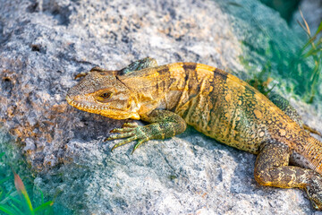 Iguana on rock tropical jungle Playa del Carmen Mexico.
