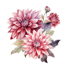 Dahlia Dahlias Watercolor Illustration Beautiful Isolated Flowers Floral Decoration