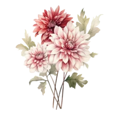 Poster Dahlia Dahlias Watercolor Illustration Beautiful Isolated Flowers Floral Decoration © Solstice Studio