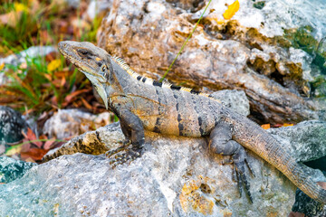 Iguana on rock tropical jungle Playa del Carmen Mexico.