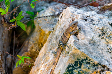 Iguana on rock tropical jungle Playa del Carmen Mexico.