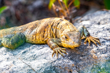 Iguana on rock tropical jungle Playa del Carmen Mexico.