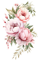 Peonies Watercolor Illustration Beautiful Isolated Flowers Floral Decoration