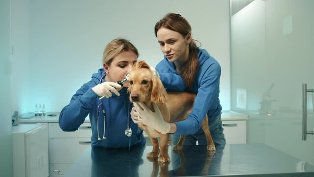 Two young female vets in medical gloves conduct medical examination of ears of cocker spaniel. One doctor holds the dog, another vet uses otoscope. High quality 4k footage