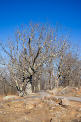 Beautiful views at Kennesaw mountain, Georgia in winter. Visitors have many options to hike around the beautiful hilly streets or path inside the woods. It is safe walking, jogging on main street
