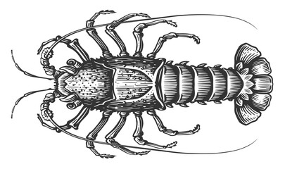 Spiny lobster. Crustacean aquatic animal, crayfish in engraving style. Seafood sketch illustration