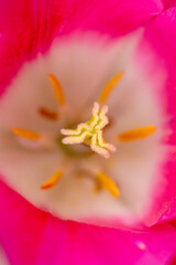 blühende Tulpen - Keukenhof Holland