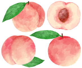 手描き水彩風の桃のイラスト