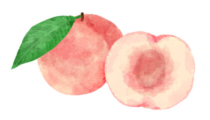手描き水彩風の桃のイラスト