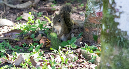 A beautiful squirrel in the forest.