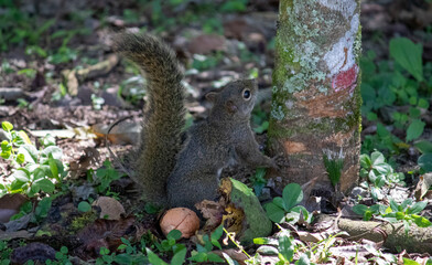 A beautiful squirrel in the forest.
