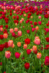 Fototapeta premium blühende Tulpen - Keukenhof Holland