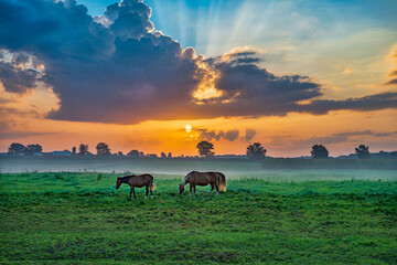 Horses in pasture at sunrise. The sun is on the horizon and sunbeams shoot through the clouds. Fog is in the valley in the distance. Surreal and peaceful.