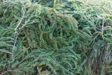 Background of folded trimmed spruce branches