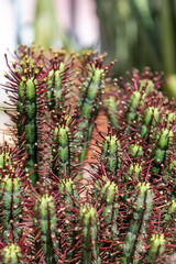 Close up of a euphorbia aeruginosa plant