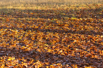 Background of golden leaves on the ground illuminated by sunlight