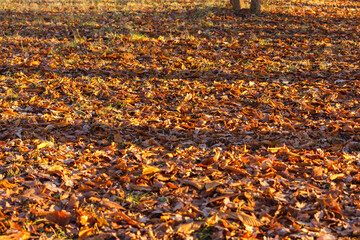 Background of golden leaves on the ground illuminated by sunlight