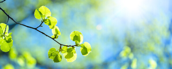Close-up Of Fresh Green Leaves On Tree Branch With Blue Sky And Sunlight - Spring