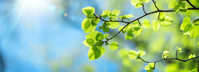 Close-up Of Fresh Green Leaves On Tree Branch With Blue Sky And Sunlight - Spring