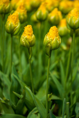 blühende Tulpen - Keukenhof Holland