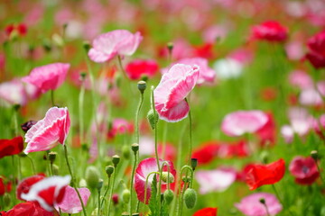 poppies in the field