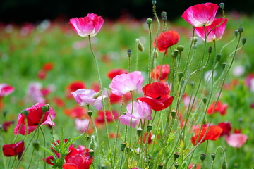 field of red poppies
